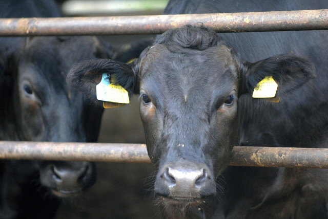  Cows are seen at a cattle farm in Minamisoma, Fukushima Prefecture, July 19, 2011.  (credit: REUTERS/KYODO)