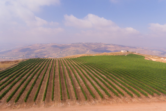  THE HAR Bracha vineyard in the Central Mountains where Tura Winery grows its excellent Merlot. (credit: TURA WINERY)