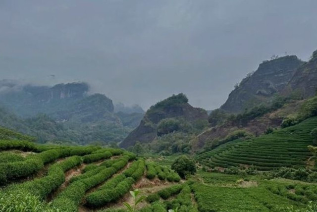  Tea Mountain in Wuyishan, Fujian, Vhina. (credit: Wei Xin)