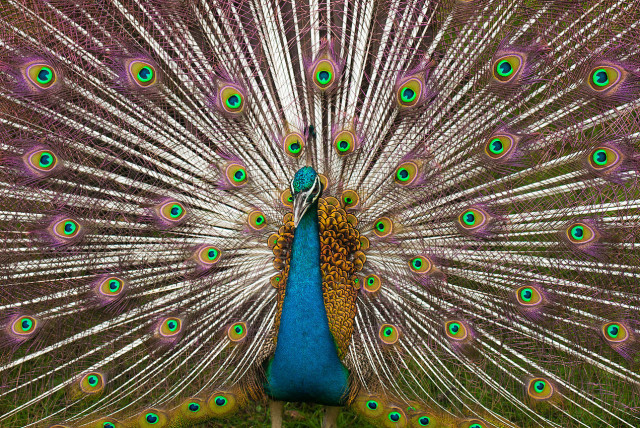  An Indian peacock in full plumage. (credit: Wikimedia Commons)