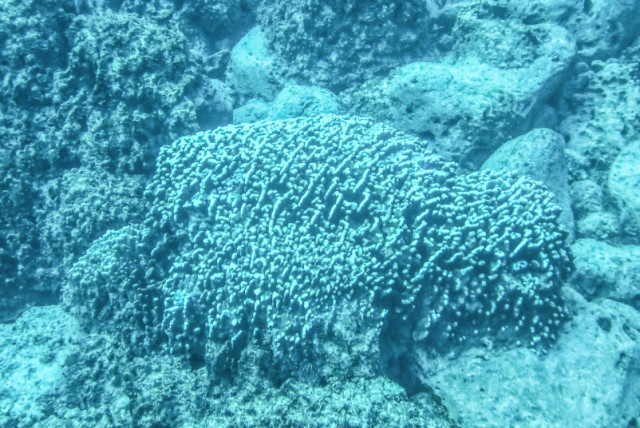  Coral de lóbulo (Porites lobata) en arrecife al NE de Playa Anakena a unos 2 metros de profundidad, Rapa Nui (Isla de Pascua), Chile. (credit: FLICKR)