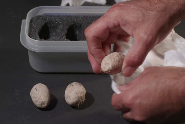  7,000-year-old sling stones discovered in Israel. (credit: EMIL ALADJEM/ISRAEL ANTIQUITIES AUTHORITY)