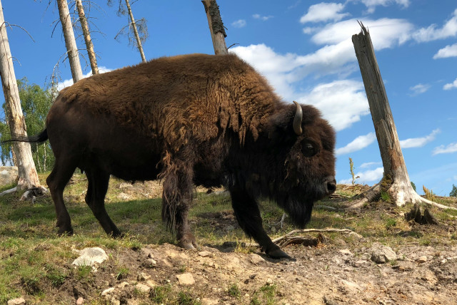  American bison, also commonly known as the buffalo. (credit: PEXELS)