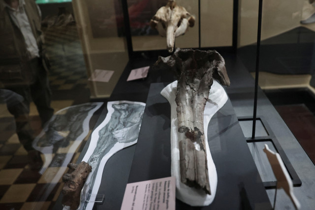 A fossil of the skull of the largest dolphin in history that inhabited the Peruvian Amazon 16 million years ago and was discovered in an expedition sponsored by the National Geographic Society is exhibited at the Museum of Natural History in Lima, Peru, March 20, 2024. (credit: SEBASTIAN CASTANEDA/REUTERS)