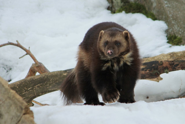  A wolverine (the animal, not the superhero or the University of Michigan football team). (credit: Wikimedia Commons)