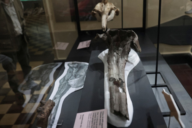  Un fósil del cráneo del delfín más grande de la historia que habitó la Amazonía peruana hace 16 millones de años y que fue descubierto en una expedición patrocinada por la National Geographic Society se exhibe en el Museo de Historia Natural de Lima, Perú, 20 de marzo de 2024. (credit: SEBASTIAN CASTANEDA/REUTERS)