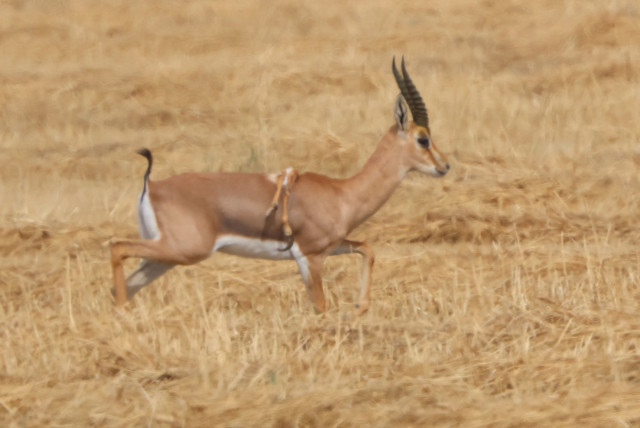 A gazelle with six legs is spotted in Israel's Negev desert. (credit: Nir Leichter)