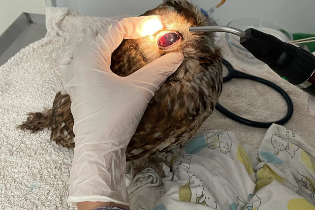  Owl brought for recovery at the Agamon Wildlife Rehabilitation Center (AWRC) in Hula Lake - KKL, April 9, 2024. (credit: Agamon Wildlife Rehabilitation Center)
