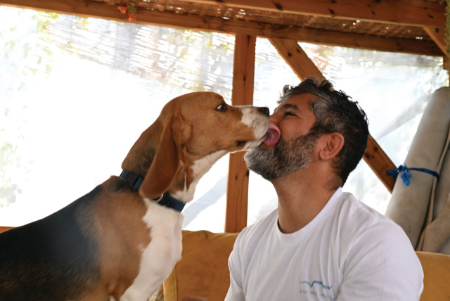  DOG TRAINER Nadav Abu gets a kiss from Toto the Beagle in the kennel.   (credit: DAVID ZEV HARRIS)