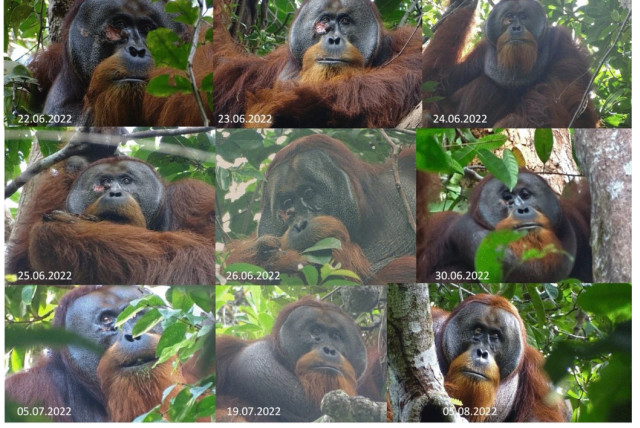  Process of wound healing. Rakus fed on and later applied the masticated leaves of Fibraurea tinctoria to his facial wound on June 25. On June 26 he was again observed feeding on Fibraurea tinctoria leaves. By June 30 the wound was closed and by August 25 was barely visible anymore. (credit: Armus and Dr. Isabelle Laumer)