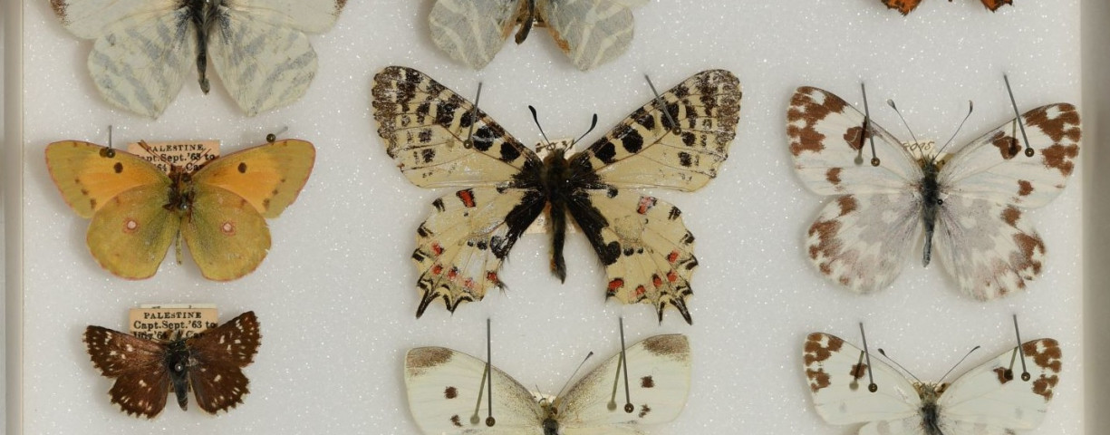  A box of Tristram-Cambridge butterflies; photo credit - Ofir Tomer – the photo was taken at the Natural History Museum at Oxford University