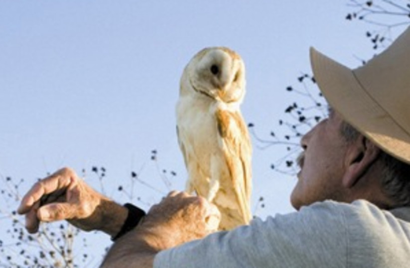 owl (photo credit: North Israel Tours )