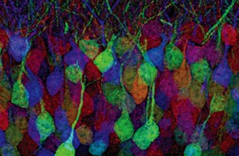 brainbow nerve cells 311 (photo credit: Brainbow/Idan Segev)
