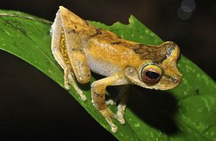 frog 311 (photo credit: AP)