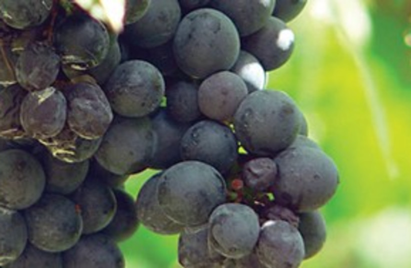 grape vine 311 (photo credit: Courtesy)