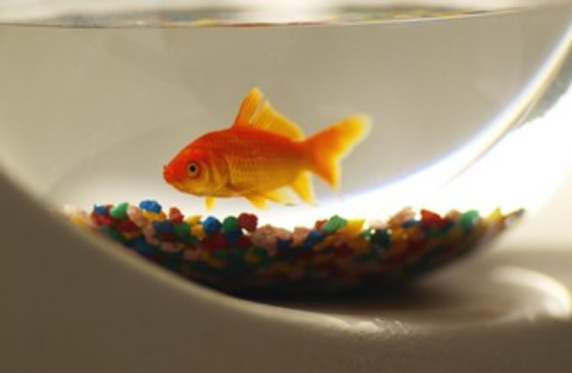 goldfish in a bowl 370 (credit: Thinkstock/Imagebank)