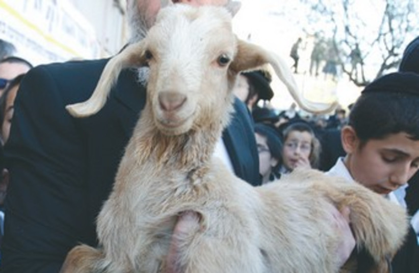 MAN HOLDS lamb at  reenactment of Passover sacrifice 370 (photo credit: Association of Temple Organizations)