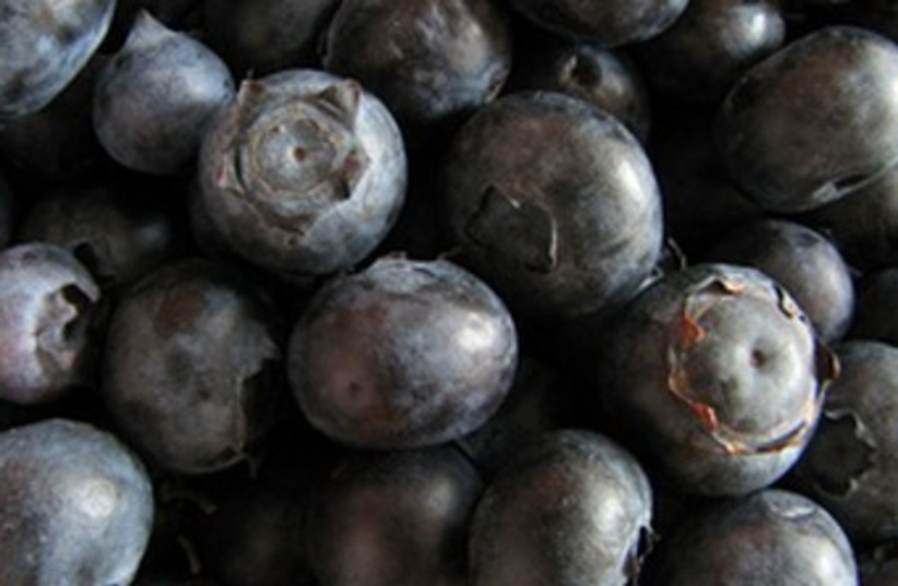 Blueberries 370 (photo credit: Wikimedia Commons)