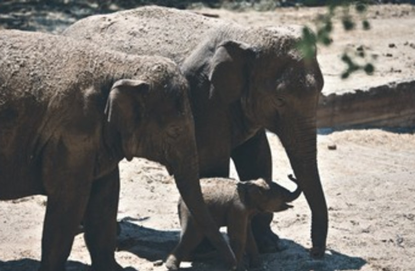 Elephant (photo credit: REUTERS)