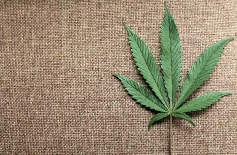 A marijuana leaf (photo credit: REUTERS)