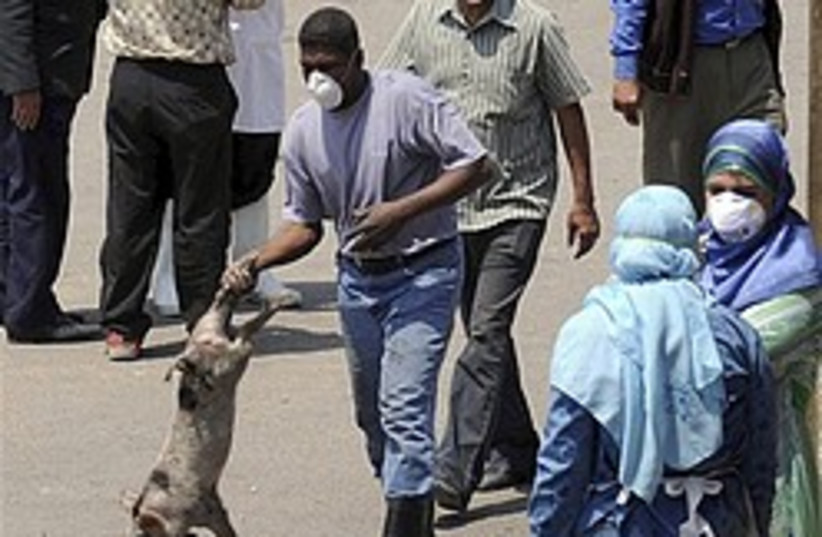 egypt pig swine flu 248 88 ap (photo credit: AP)