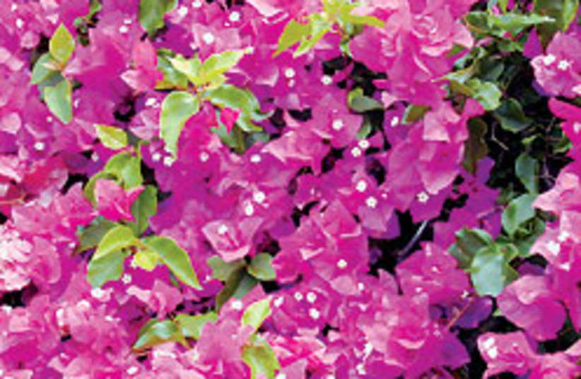 Bougainvillea 88 248 (photo credit: Courtesy of Forest and Kim Starr)