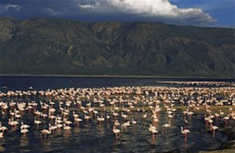 tanzania nature reserve flamingoes 248 (photo credit: )