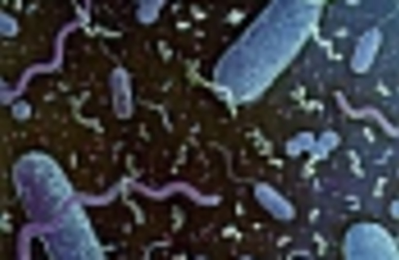 bacteria 88 (photo credit: )