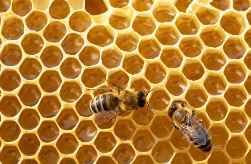 bees on honeycomb illustrative (photo credit: INGIMAGE)