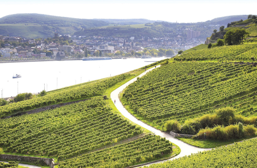 THE RHINE VALLEY vineyards of Blue Nun in Germany. (photo credit: Courtesy)