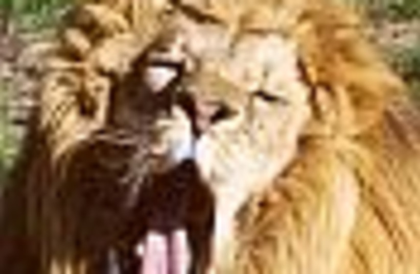 yawning lion 88 (photo credit: )