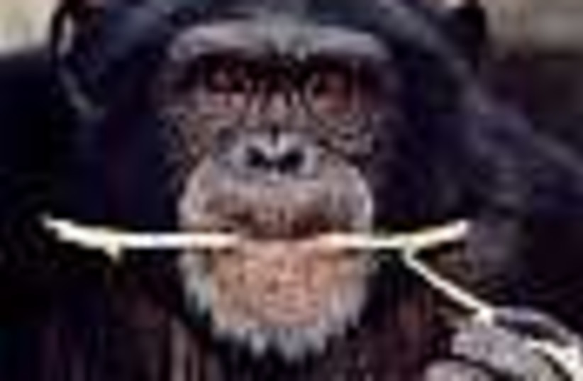 chimp 88 (photo credit: )