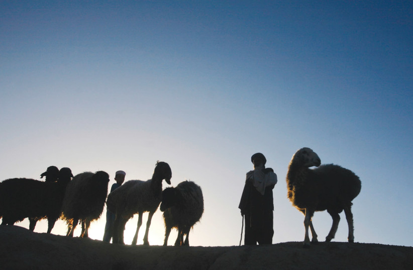 A PASHTUN man with his livestock. (photo credit: REUTERS)