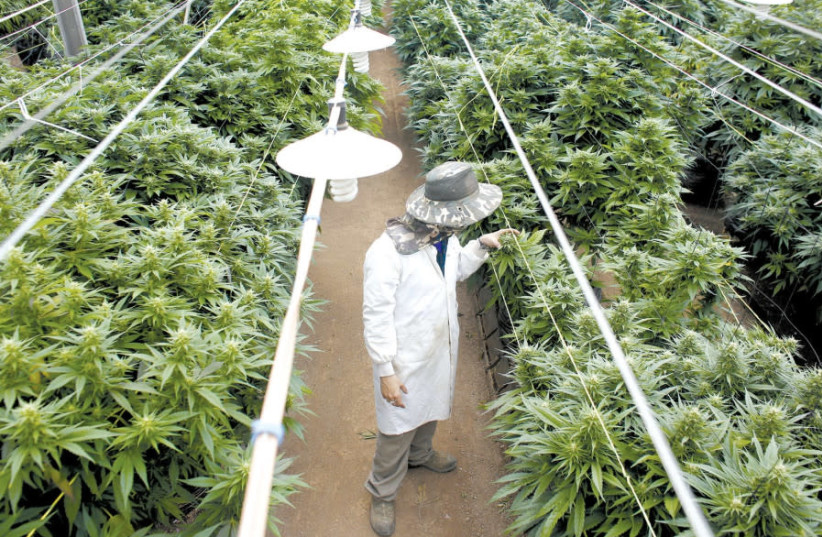 A man examines cannabis plants, grown in Israel for medical marijuana use. (photo credit: REUTERS)