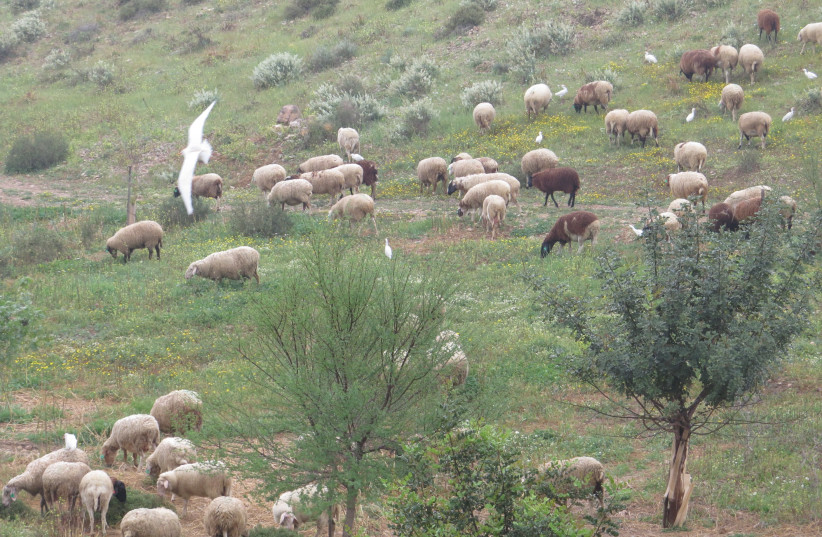A local Bedouin flock grazes in the Israel-China Friendship Forest in the Negev (photo credit: YOAV DEVIR KKL-JNF)