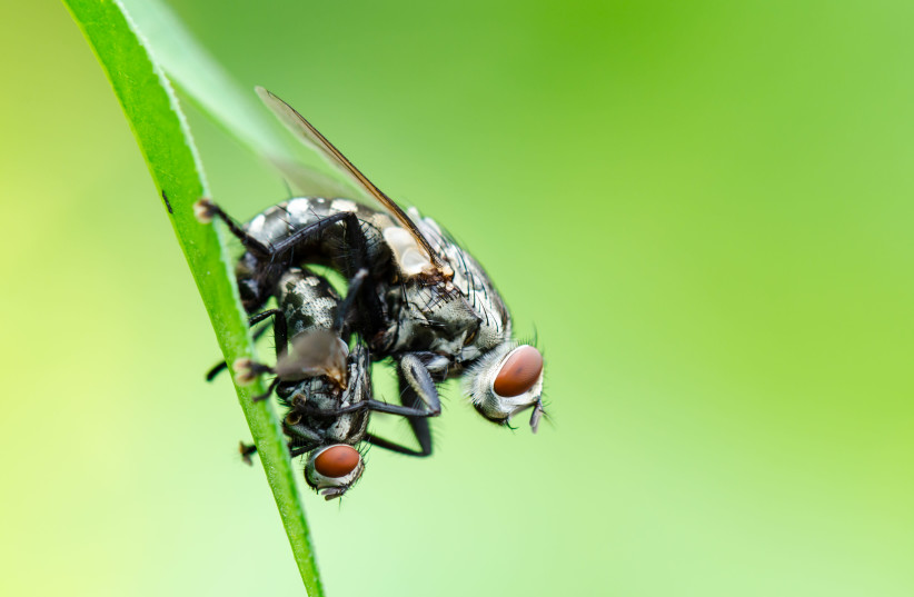 Flies mating (illustrative) (credit: INGIMAGE)