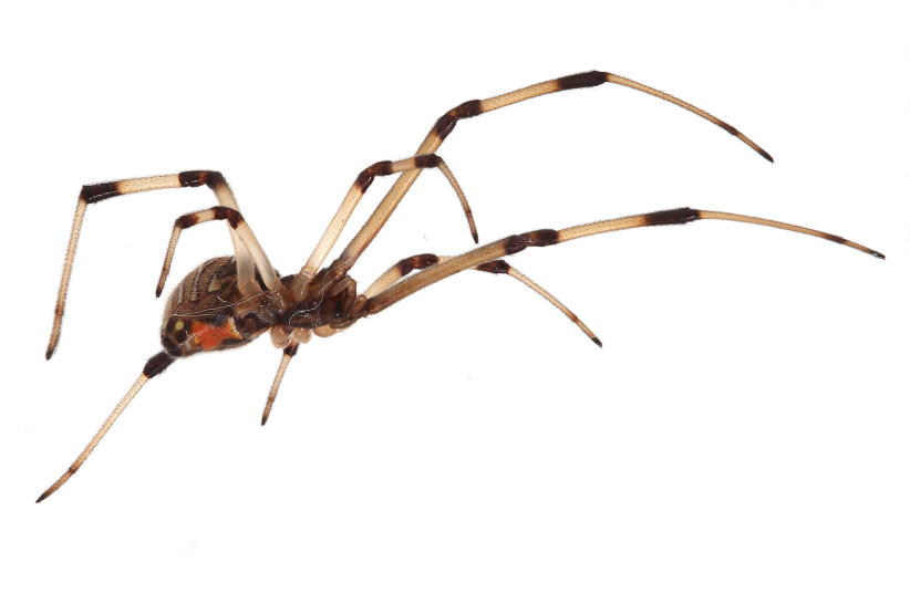 A brown widow spider (photo credit: MATTHEW FIELD/WIKIMEDIA COMMONS)
