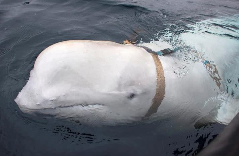 A white whale wearing a harness is seen off the coast of northern Norway, April 29, 2019. (photo credit: JORGEN REE WIIG/SEA SURVEILLANCE SERVICE/REUTERS)