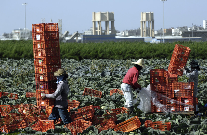 Thai labourers work on a cabbage field near Kibbutz Nahal Oz, just outside the northern Gaza Strip February 11, 2010. The Karni border crossing between Israel and the Gaza Strip is seen in the background.  (credit: AMIR COHEN/REUTERS)