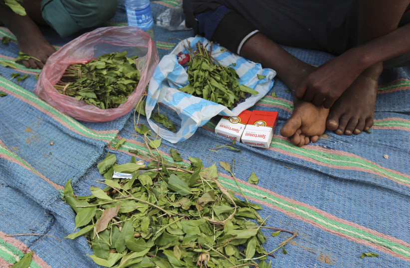 Ali Abdi, 14, and his friend Abdulahi Yaroow, 13, chew khat in Mogadishu August 10, 2014. Grown on plantations in the highlands of Kenya and Ethiopia, tonnes of khat, or qat, dubbed ''the flower of paradise'' by its users, are flown daily into Mogadishu airport, to be distributed from there in convoys (credit: REUTERS/FEISAL OMAR)