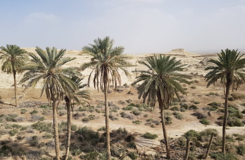 Palm trees in the Jordan Valley where some of the nature reserves are located.  (credit: Courtesy)