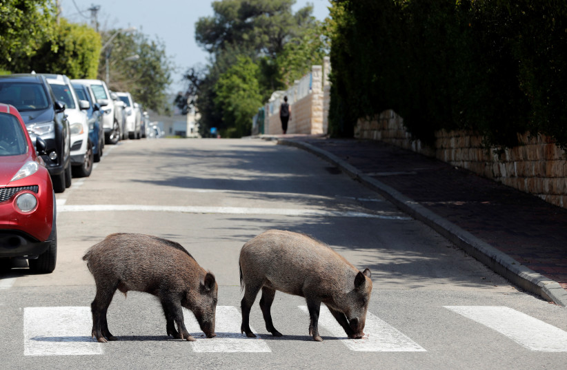 Wild boars cross a road in a residential area after the government ordered residents to stay home to fight the spread of coronavirus disease (COVID-19), in Haifa, northern Israel April 16, 2020. (credit: RONEN ZVULUN/REUTERS)