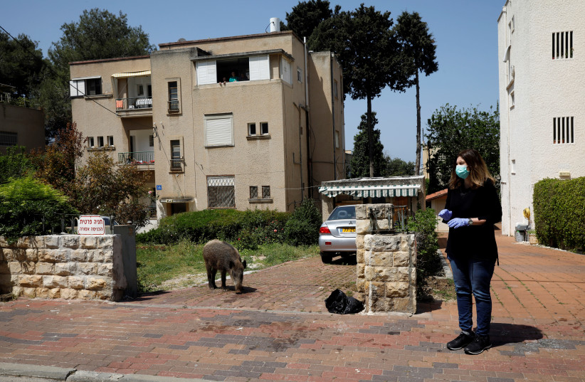 A woman stands next to a wild boar roaming in a residential area in Haifa after the government ordered residents to stay home to fight the spread of coronavirus. (credit: RONEN ZVULUN / REUTERS)