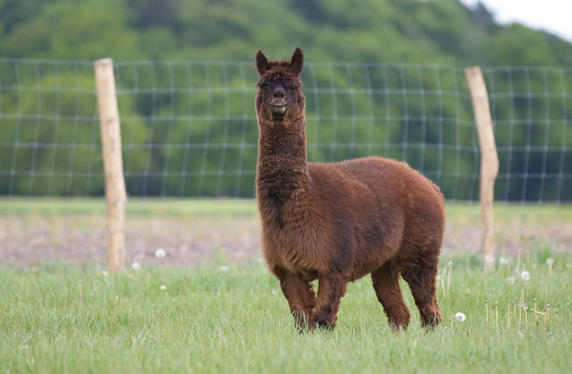 Pictured here is Tyson the alpaca, part of a species of animals used to measure an asteroid (Illustrative). (credit: KAROLINSKA INSTITUTE/PRECLINICS GMBH/HANDOUT VIA REUTERS)