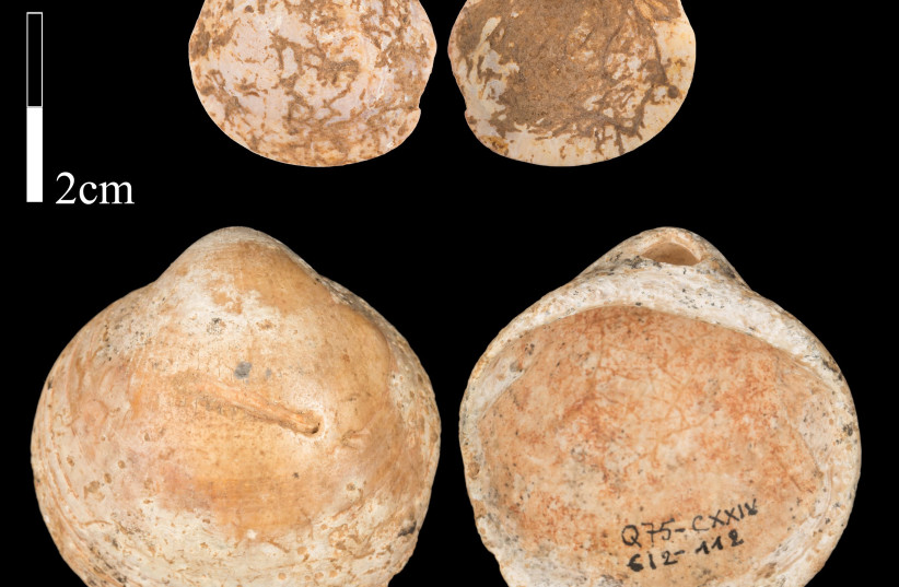 Bittersweet clam shells found in the Misliya Cave on Mt. Carmel. (photo credit: OZ RITNER/STEINHARDT MUSEUM OF NATURAL HISTORY/TEL AVIV UNIVERSITY)