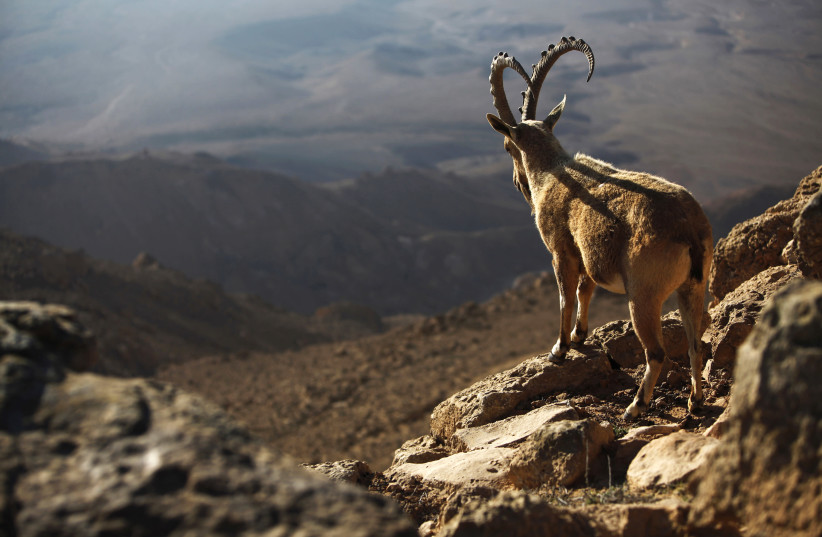 An Ibex stands on a cliff-edge above the Ramon Crater in southern Israel's Negev desert March 5, 2012 (credit: REUTERS/AMIR COHEN)