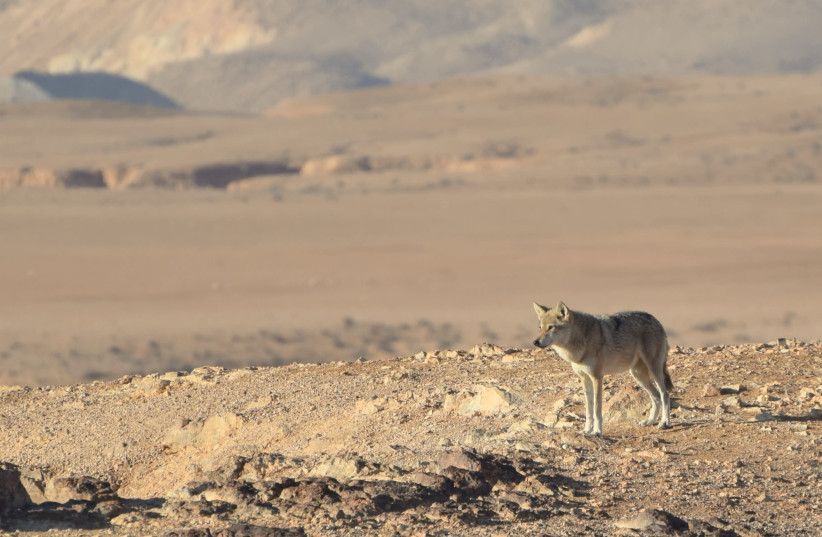 Lone wolf in the Negev (credit: COURTESY HAIM BERGER)