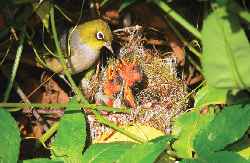 A SILVEREYE feeds its chicks (photo credit: Wikimedia Commons)