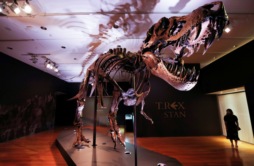 An approximately 67 million-year-old Tyrannosaurus Rex skeleton, one of the largest, most complete ever discovered and named ''STAN'' after paleontologist Stan Sacrison who first found it, is seen on display ahead of its public auction at Christie's in New York City, New York, U.S., September 15, 2020 (credit: MIKE SEGAR / REUTERS)