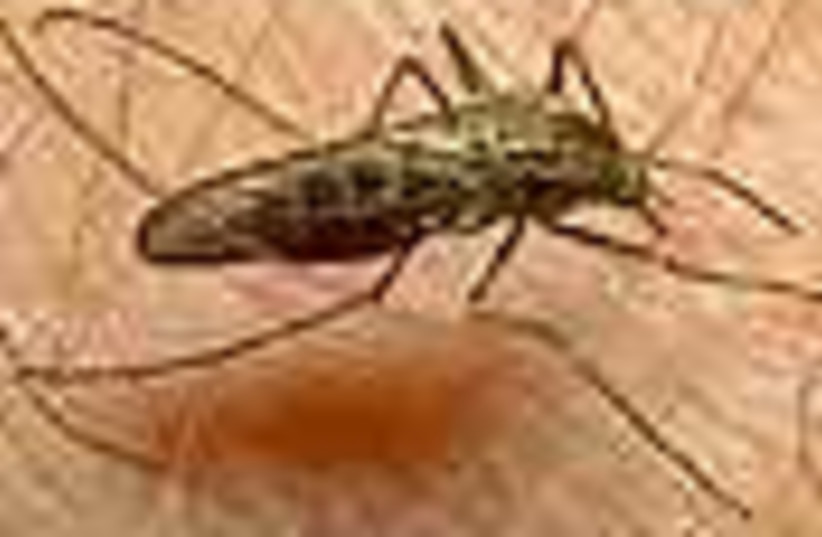 malaria mosquito (photo credit: )
